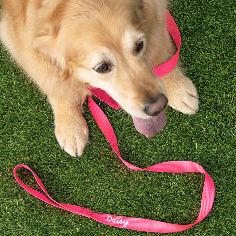 dog with personalized leash in hot pink