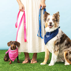 dogs with matching bandana and leashes in hot pink and blue