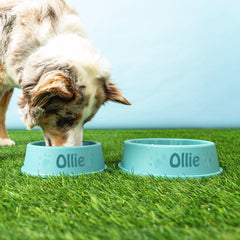 duo pet bowl with dog on grass 
