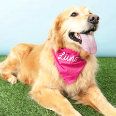 hot pink dog bandana on dog