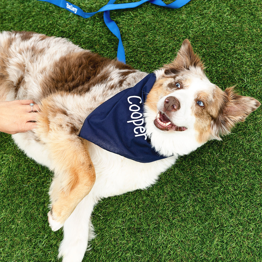 navy dog bandana on dog